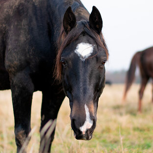 Подопечные приюта