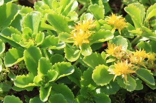 Посадка семян