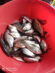 Рыбная кухня