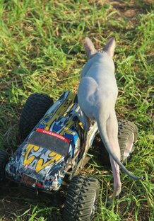 Пикси на прогулке