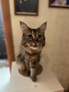 Мои питомцы