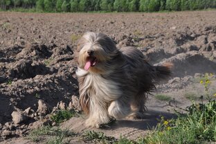 бородатый колли