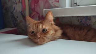 Кот рыжий Тима и кошка Аля 
