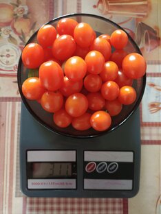 Томаты 2023