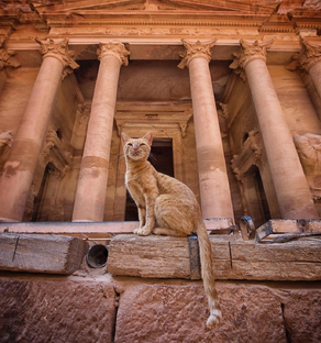 Жизнь коротка