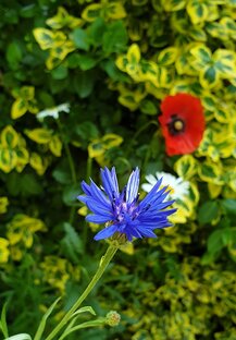 Хроники моей депрессии