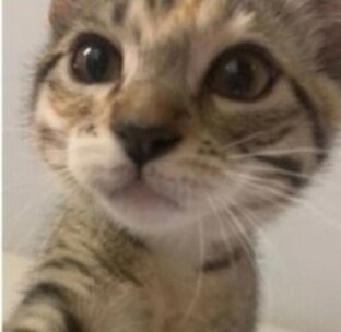 Книги Мемотерры