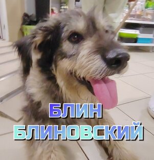 БЛИН БЛИНОВСКИЙ
