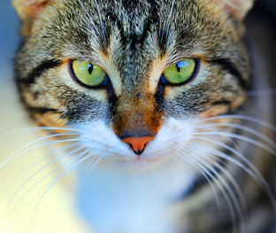 Интересное о котах