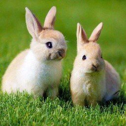 Репродуктивное здоровье и старение