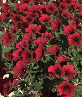 Петуния 2022 - от посева до летнего цветения.