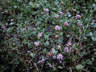 Ночные съемки растений 