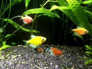 НАШИ АКВАРИУМЫ