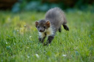 Удивительная природа