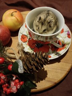 Про питомцев, случайных и желанных