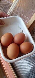 Куры на даче