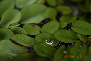 ботанический сад