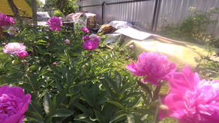 Сад и огород 