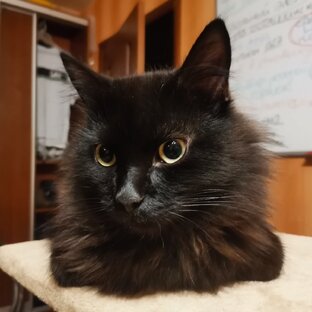 Давно не могу продать на Авито