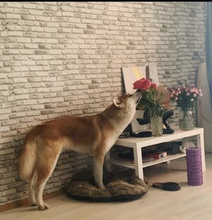 Жизненные истории