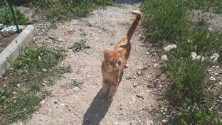 Наши хвосты