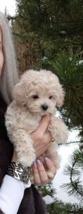 @ furry_divas_dog
