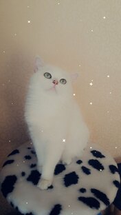 ❤️ФЕЛИКС❤️