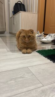 Симба
