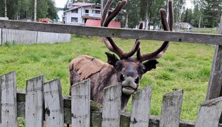 Оленья ферма