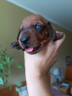 С-окровища от "Грейт Каприз"