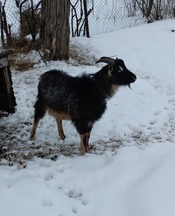 Сельская жизнь.