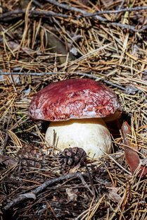 Грибы Новосибирской области. Западная Сибирь.