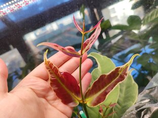 Основы выращивания на автополиве