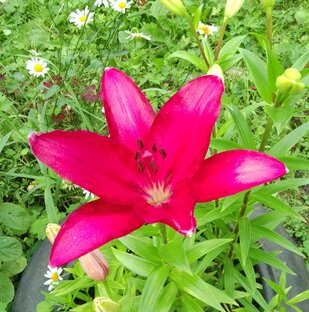 Видео о жизни....