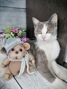 Домашние питомцы, кошка, собака и куры. 