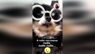 Приколы с собаками