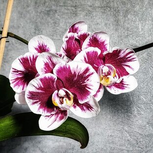 Сорта орхидей - обзоры