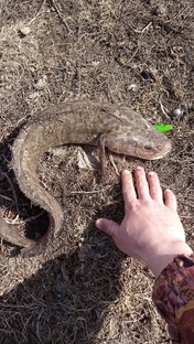 Рыбокам полезно 