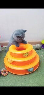 Серия Интерактивные игрушки для кошек