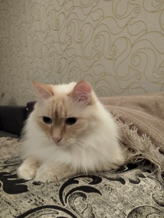 Фрукты и овощи