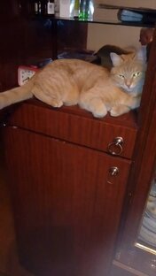 Кошачий архив