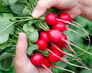 Редис