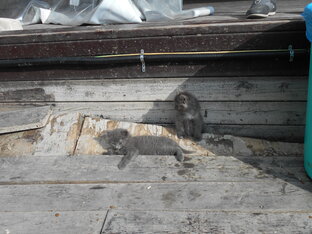 смешные ролики