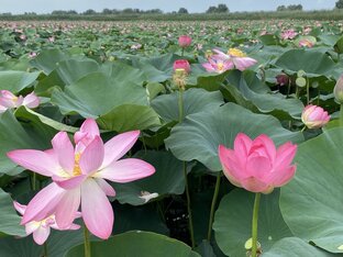 В гостях у Лотоса