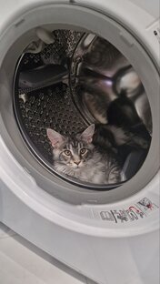 Коты
