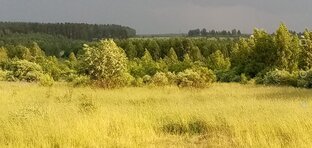 О пчелах