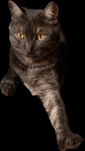 И снова 🐈‍⬛ 🐈 котики