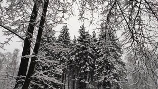 Времена года. Зима.