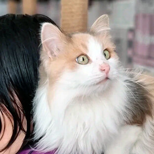 Знакомство 🐈