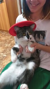 🌈🐱Милый кот Барсик🐈😍